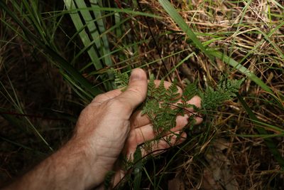 Cheilanthes tenuifolia, photographed by Greg Tasney
