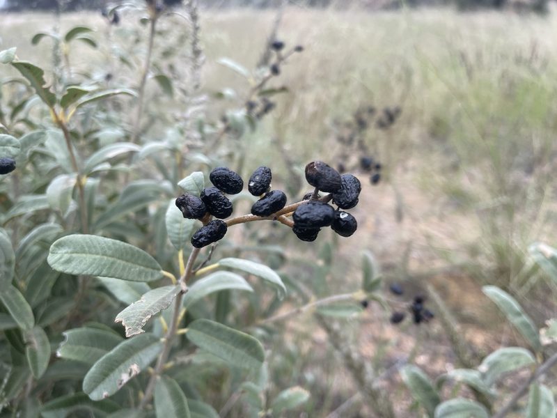 Ozoroa paniculosa, photographed by Robert Taylor