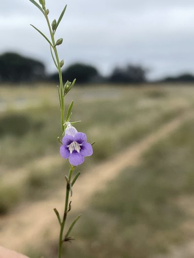 Peliostomum leucorrhizum, photographed by Robert Taylor