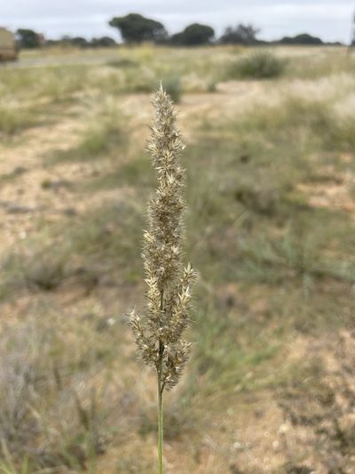 Enneapogon cenchroides, photographed by Robert Taylor