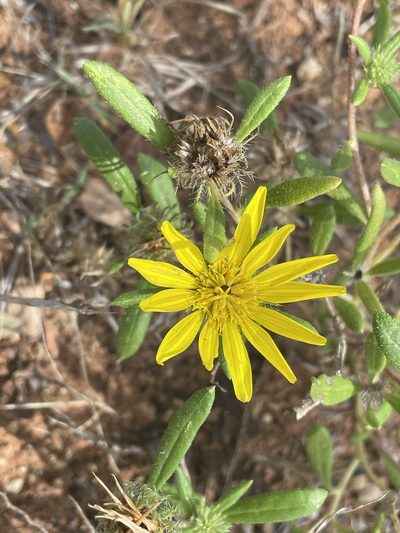 Roessleria gorterioides, photographed by Robert Taylor