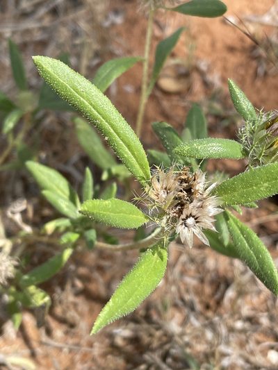 Roessleria gorterioides, photographed by Robert Taylor