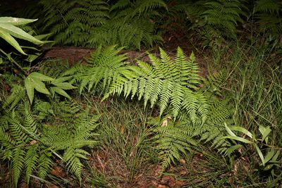 Calochlaena dubia, photographed by Greg Tasney