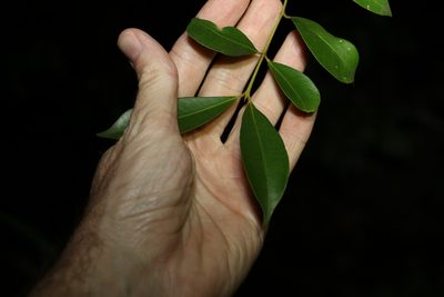 Syzygium smithii, photographed by Greg Tasney