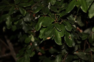 Guioa semiglauca, photographed by Greg Tasney
