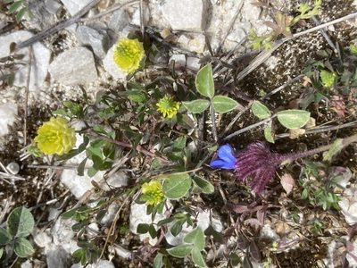 Anchusa cretica, photographed by Andre Hosper