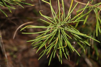 Banksia spinulosa, photographed by Greg Tasney
