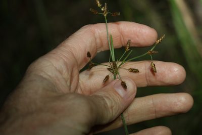 Fimbristylis dichotoma, photographed by Greg Tasney