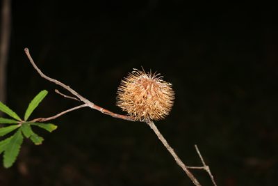 Banksia oblongifolia, photographed by Greg Tasney