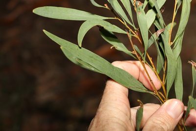 Hakea florulenta, photographed by Greg Tasney
