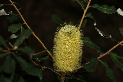 Banksia oblongifolia, photographed by Greg Tasney