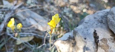 Linaria supina, photographed by Samuel GUIRAUDOU