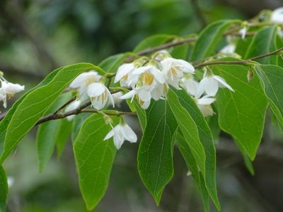 Styrax odoratissimus, photographed by Toby Y
