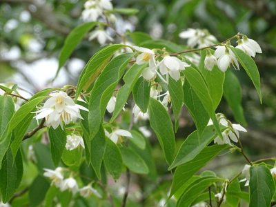 Styrax odoratissimus, photographed by Toby Y