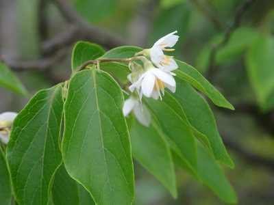 Styrax odoratissimus, photographed by Toby Y