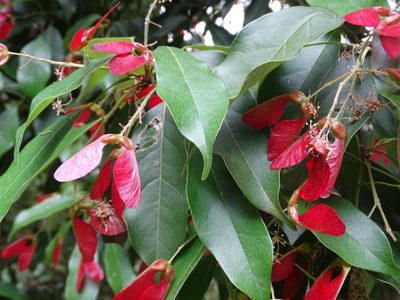 Acer sino-oblongum, photographed by Toby Y