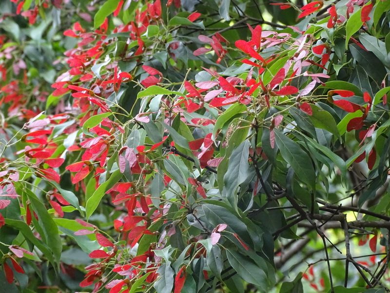Acer sino-oblongum, photographed by Toby Y