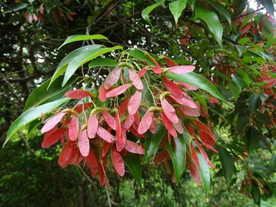 Acer sino-oblongum, photographed by Toby Y