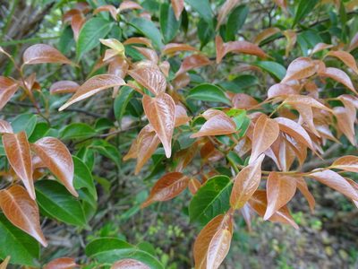 Pentaphylax euryoides, photographed by Toby Y