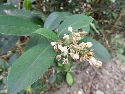Staphylea arguta, photographed by Toby Y