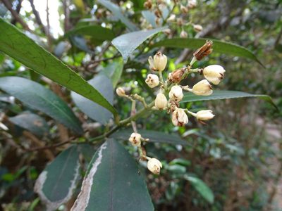 Staphylea arguta, photographed by Toby Y