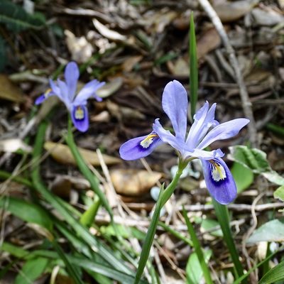 Iris speculatrix, photographed by Toby Y