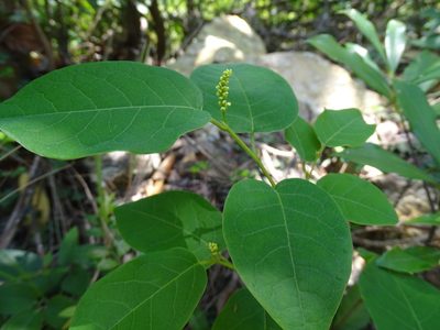 Neoshirakia japonica, photographed by Toby Y