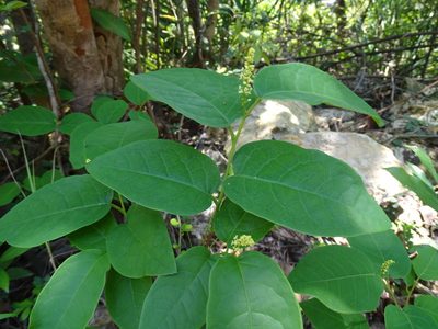 Neoshirakia japonica, photographed by Toby Y