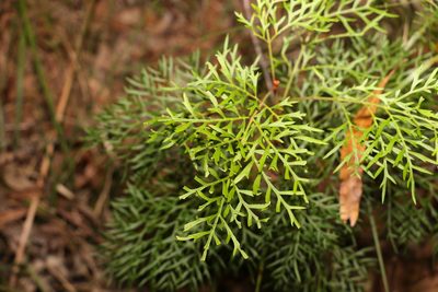 Lomatia silaifolia, photographed by Greg Tasney