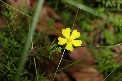 Hibbertia stricta, photographed by Greg Tasney