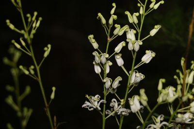 Lomatia silaifolia, photographed by Greg Tasney