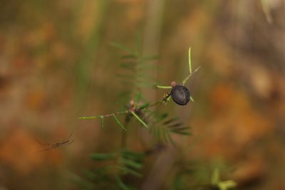 Gompholobium pinnatum, photographed by Greg Tasney