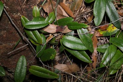 Smilax glyciphylla, photographed by Greg Tasney