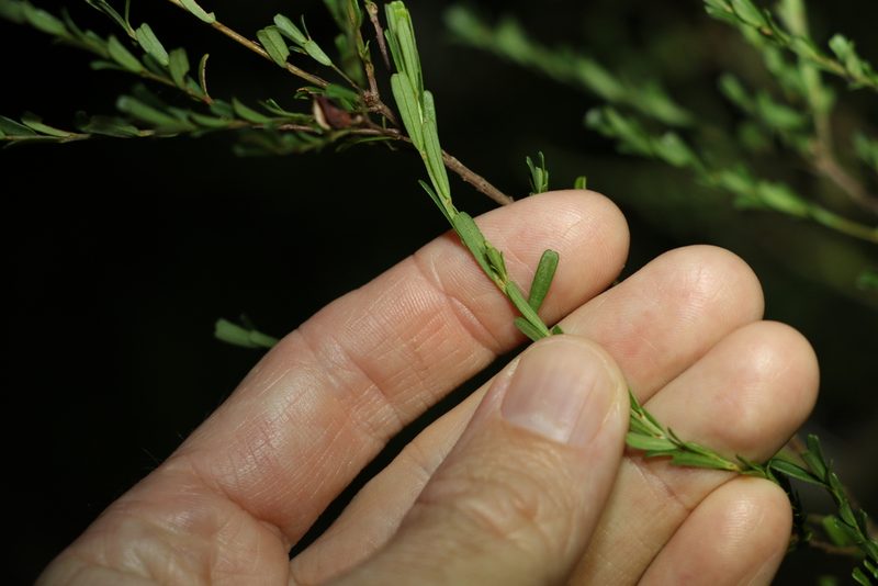Pultenaea retusa, photographed by Greg Tasney