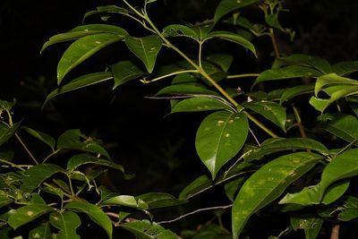 Melicope elleryana, photographed by Greg Tasney