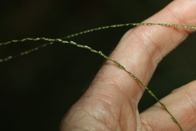 Digitaria parviflora, photographed by Greg Tasney