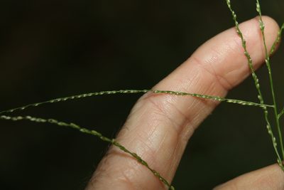 Digitaria parviflora, photographed by Greg Tasney