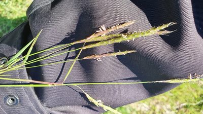 Alopecurus myosuroides, photographed by Andrea Meucci