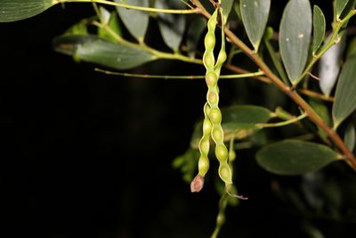 Acacia complanata, photographed by Greg Tasney
