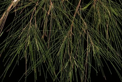 Allocasuarina torulosa, photographed by Greg Tasney