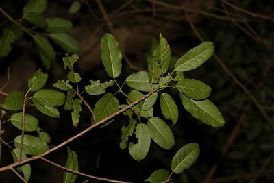 Ficus virens, photographed by Greg Tasney