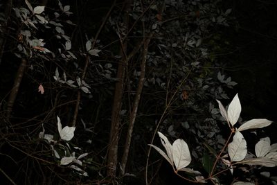 Neolitsea dealbata, photographed by Greg Tasney