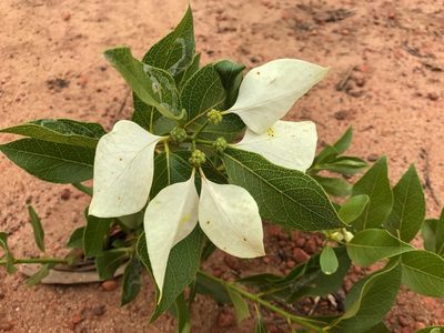 Coelospermum decipiens, photographed by Jesse de Vries