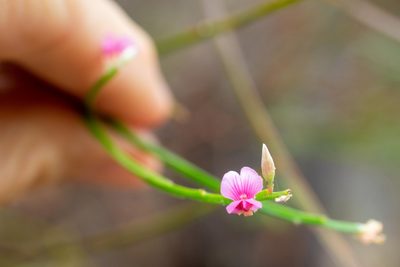 Jacksonia thesioides, photographed by Jesse de Vries
