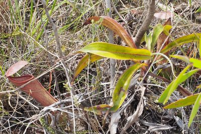 Nepenthes mirabilis, photographed by Jesse de Vries