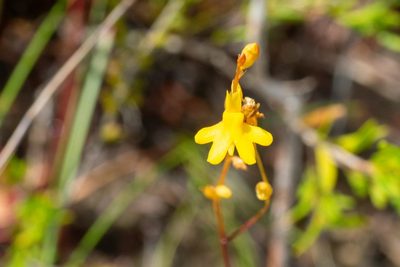 Utricularia chrysantha, photographed by Jesse de Vries