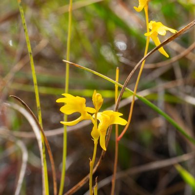 Utricularia chrysantha, photographed by Jesse de Vries