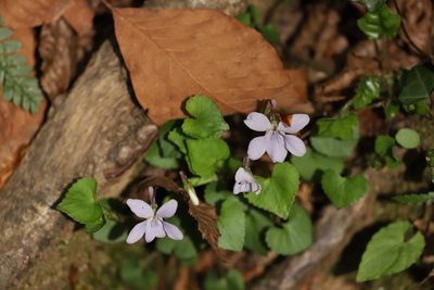 Viola grypoceras, photographed by Se Lena