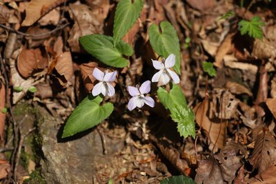 Viola bissetii, photographed by Se Lena