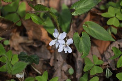 Viola bissetii, photographed by Se Lena
